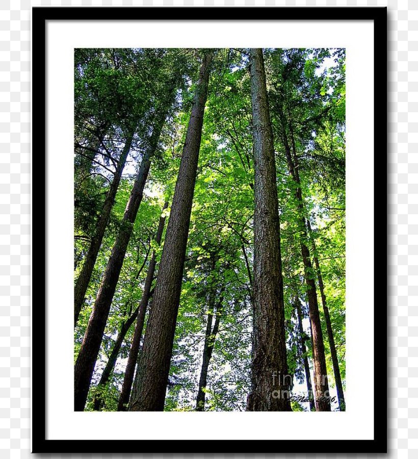 Temperate Broadleaf And Mixed Forest Northern Hardwood Forest Woodland Vegetation, PNG, 800x900px, Forest, Biome, Branch, Broadleaved Tree, Conifers Download Free