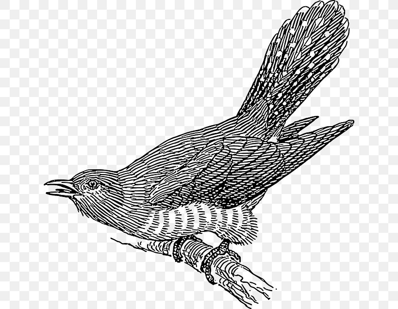 Cuckoos Bird Clip Art Openclipart Common Cuckoo, PNG, 640x637px, Cuckoos, Art, Beak, Bird, Bird Of Prey Download Free