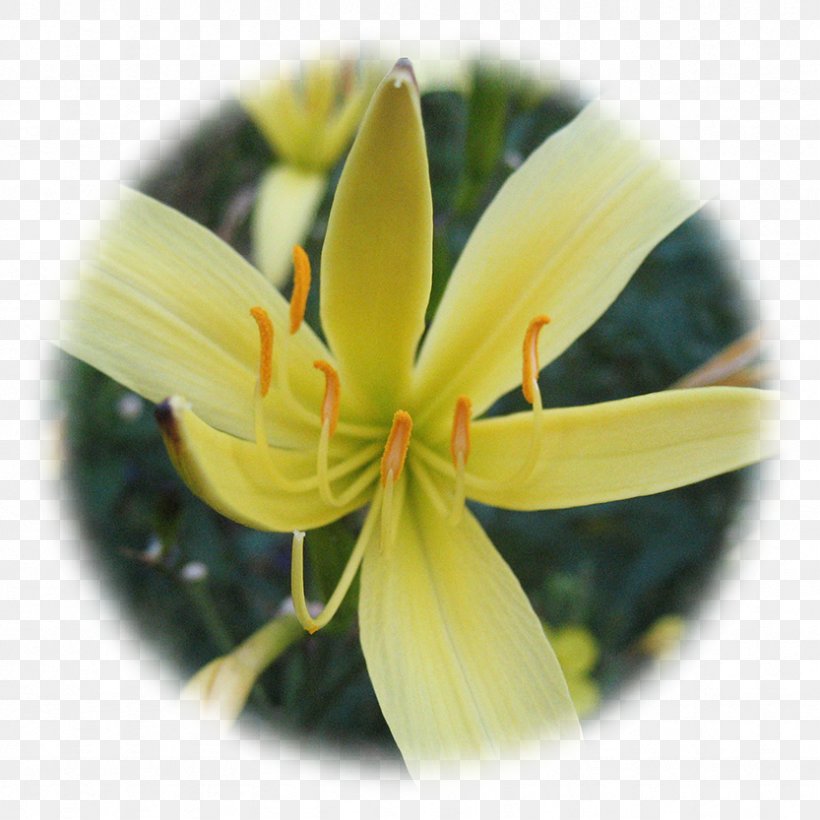 Lilium Yellow Therapy Herbalism Spontaneität, PNG, 833x833px, Lilium, Child, Daylily, Elixir, Fawn Lily Download Free