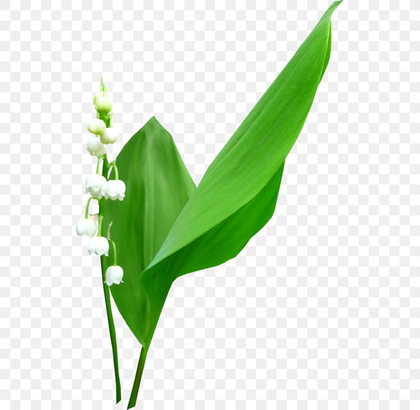 Silhouette Clip Art, PNG, 523x800px, Silhouette, Flower, Grass, Idea, Leaf Download Free