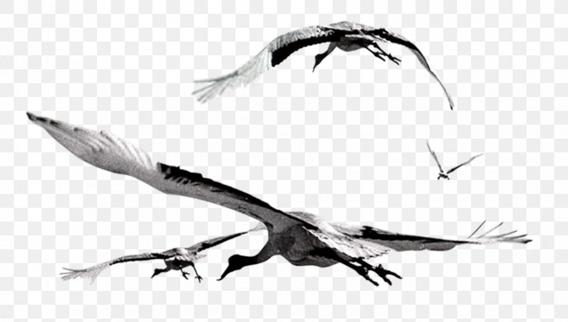 Bird Flight Gulls Flock, PNG, 889x505px, Bird, Beak, Black And White, Computer Graphics, Feather Download Free