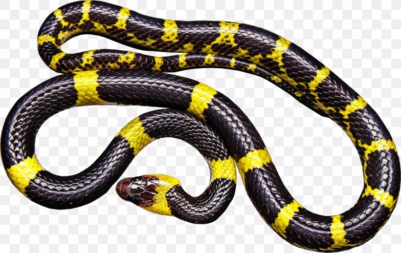 Black Rat Snake Reptile Venomous Snake Clip Art, PNG, 2159x1364px, Snake, Banded Krait, Black, Black Rat Snake, California Kingsnake Download Free
