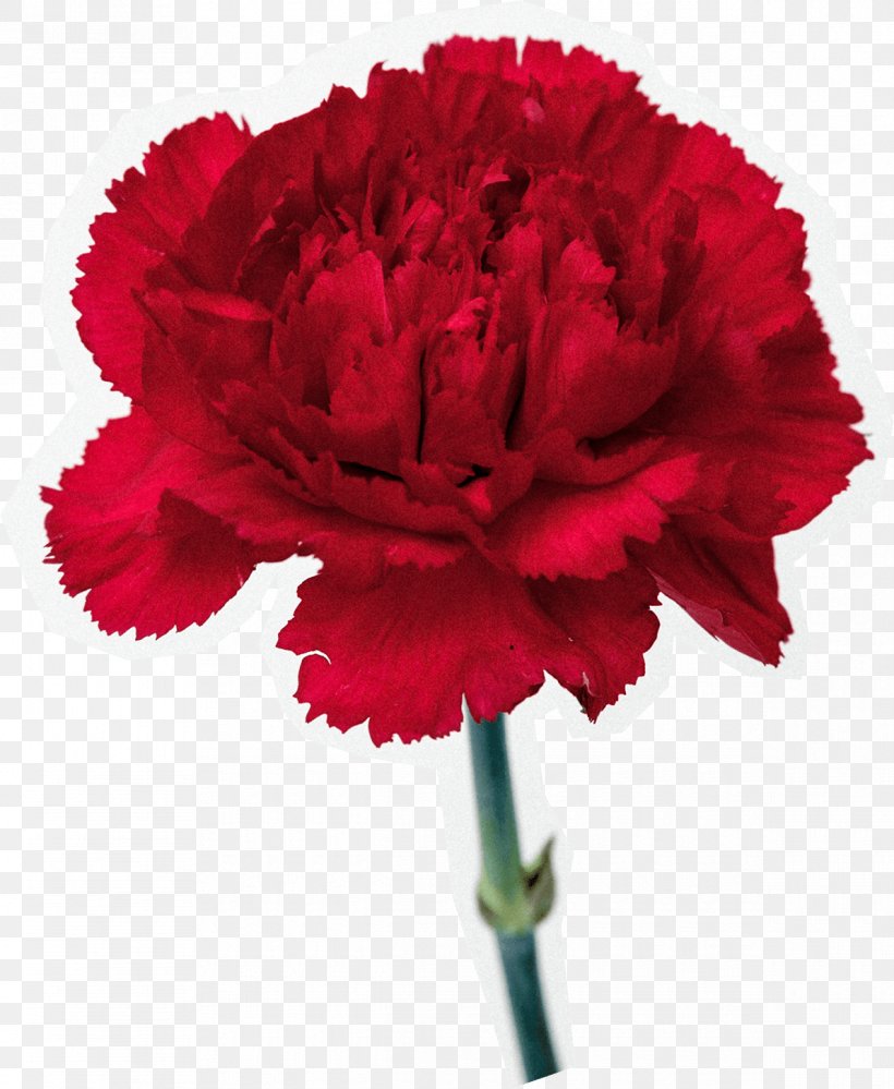 Carnation Cut Flowers Common Poppy, PNG, 1190x1450px, Carnation, Color, Common Poppy, Cut Flowers, Depositphotos Download Free