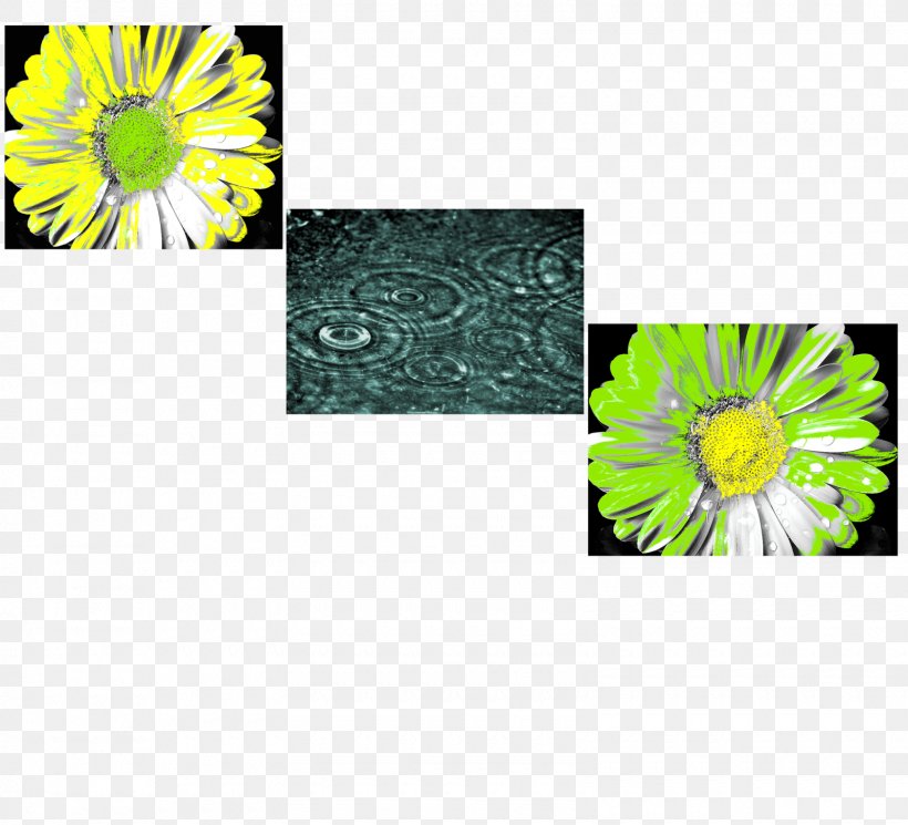 Chrysanthemum La Mente Il Pensiero, Il Pensiero E La Mente Transvaal Daisy Flora Thought, PNG, 1600x1455px, Chrysanthemum, Chrysanths, Daisy Family, Flora, Flower Download Free