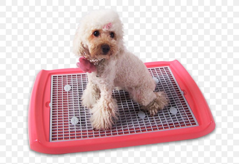 Miniature Poodle Schnoodle Cockapoo Puppy Bedding, PNG, 700x564px, Miniature Poodle, Animal, Bedding, Canis, Cat Download Free