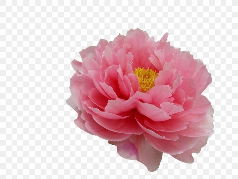 Moutan Peony Flower Tree Peony Paeonia Coral Charm, PNG, 1024x768px, Peony, Artificial Flower, Camellia, Carnation, Cut Flowers Download Free