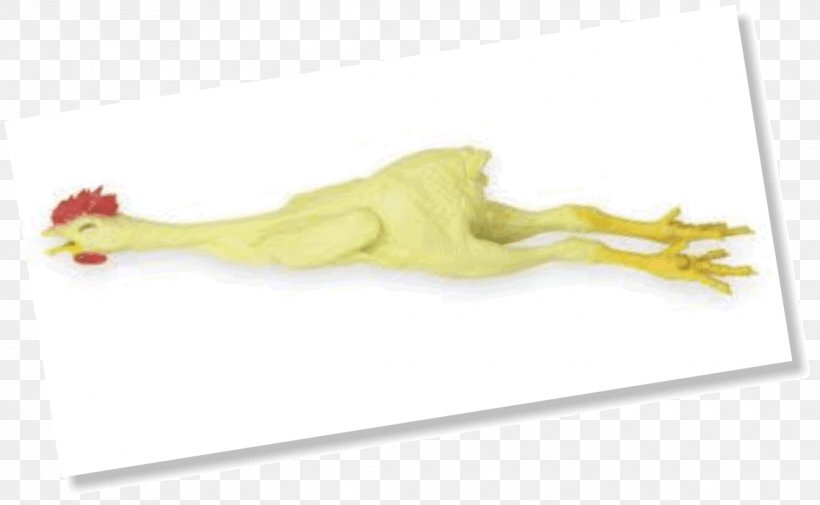 Rubber Chicken Organism Natural Rubber, PNG, 1115x688px, Chicken, Joint, Natural Rubber, Organism, Rubber Chicken Download Free