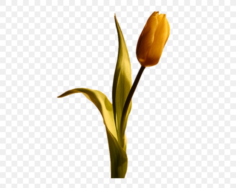 Tulip Flower Blog, PNG, 437x655px, Tulip, Albom, Alismatales, Aoxfbt En Droit, Arum Download Free