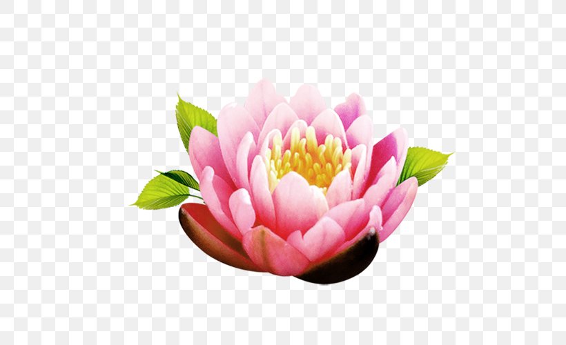 Flower Icon, PNG, 500x500px, Flower, Bud, Flowering Plant, Magenta, Nelumbo Nucifera Download Free