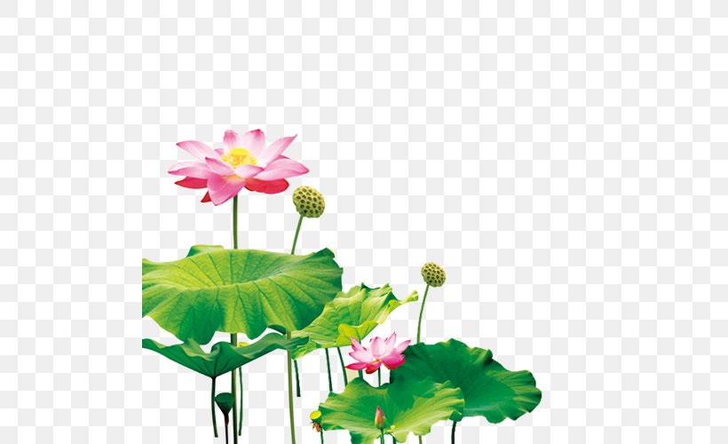 Nelumbo Nucifera Pygmy Water-lily Mid-Autumn Festival, PNG, 500x500px, Nelumbo Nucifera, Aquatic Plant, Flora, Floral Design, Floristry Download Free
