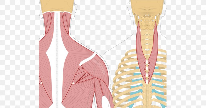 Splenius Cervicis Muscle Splenius Capitis Muscle Splenius Muscles Semispinalis Capitis Semispinalis Cervicis, PNG, 1200x630px, Splenius Cervicis Muscle, Anatomy, Brush, Finger, Hip Download Free