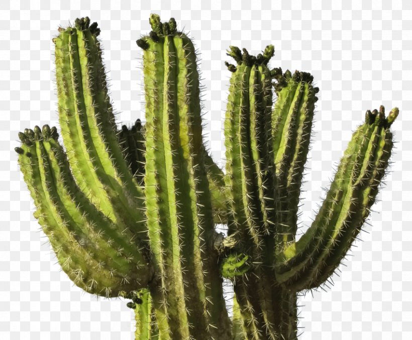 Cactus Transparency Clip Art Image, PNG, 850x702px, Cactus, Acanthocereus Tetragonus, Biome, Cactus Cactus, Cactus Garden Download Free