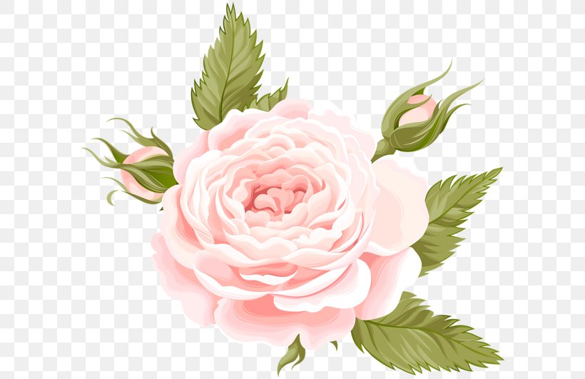 Centifolia Roses Garden Roses Flower, PNG, 600x531px, Centifolia Roses, Cut Flowers, Floral Design, Floribunda, Floristry Download Free
