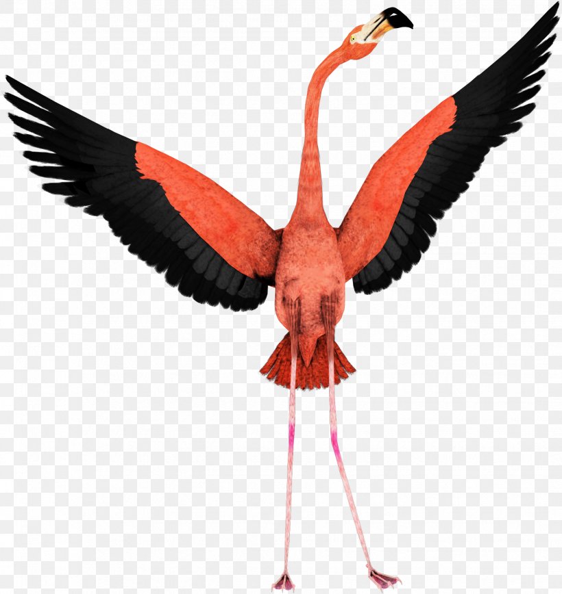 Flamingo Clip Art Bird Flight, PNG, 1836x1944px, Flamingo, Art, Beak, Bird, Bird Flight Download Free