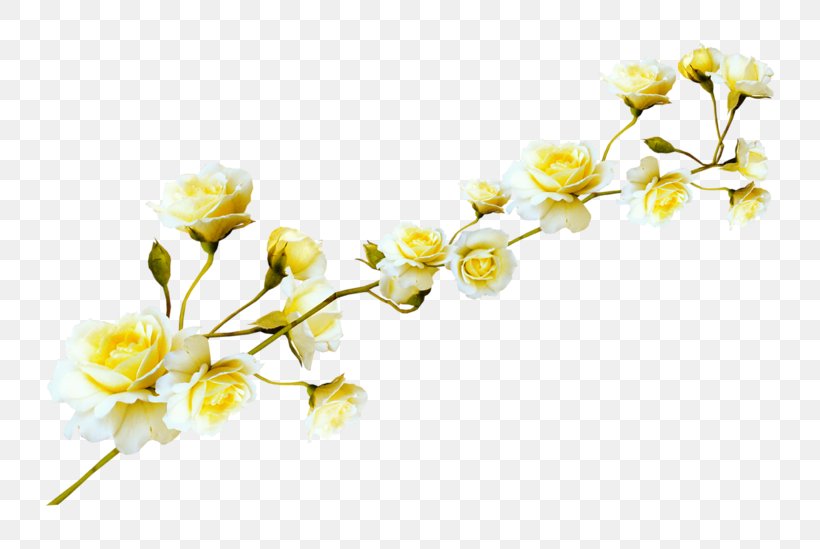Flower Clip Art, PNG, 800x549px, Flower, Blossom, Branch, Cherry Blossom, Cut Flowers Download Free