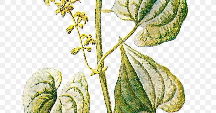 Botany Plant Familiar Wild Flowers Clip Art, PNG, 1152x605px, Botany, Botanical Illustration, Digital Image, Familiar Wild Flowers, Flower Download Free
