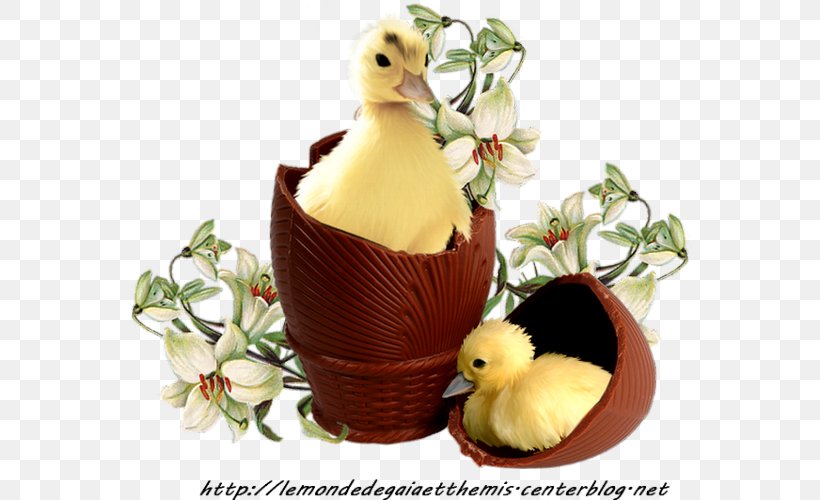 Duck Easter Bunny Easter Egg Egg Decorating, PNG, 566x500px, Duck, Beak, Bird, Blog, Chicken Download Free