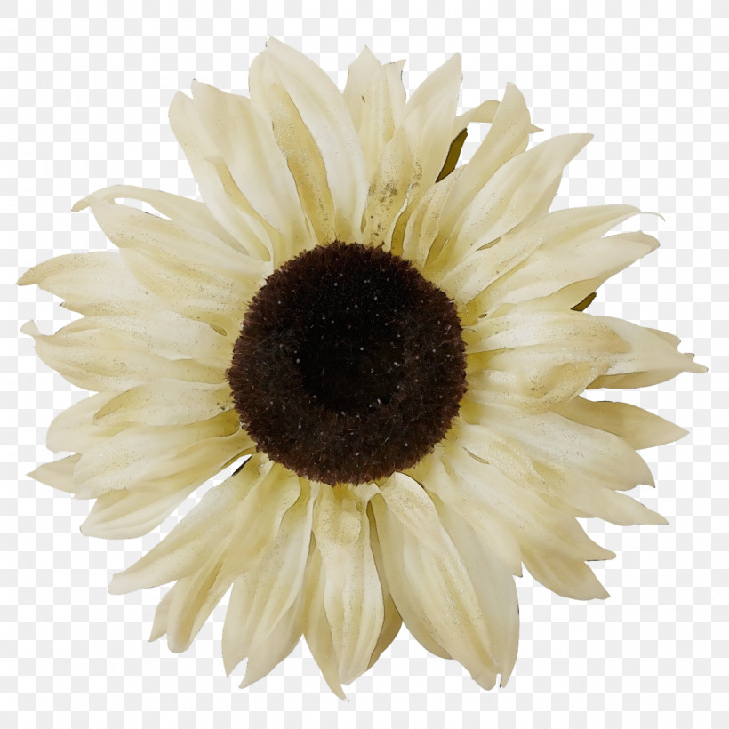Transvaal Daisy Sunflower Seed Cut Flowers Oxeye Daisy Petal, PNG, 1280x1280px, Watercolor, Biology, Closeup, Cut Flowers, Flower Download Free