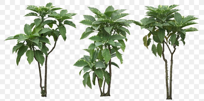 Tree Shrub Caffeinated Drink, PNG, 800x408px, Tree, Caffeinated Drink, Coffeeleaf Tea, Evergreen, Flowerpot Download Free