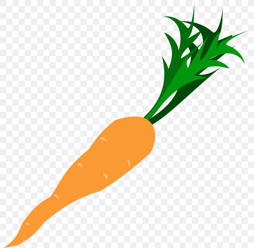 Baby Carrot Vegetable Clip Art, PNG, 800x798px, Carrot, Arracacia Xanthorrhiza, Baby Carrot, Drawing, Food Download Free