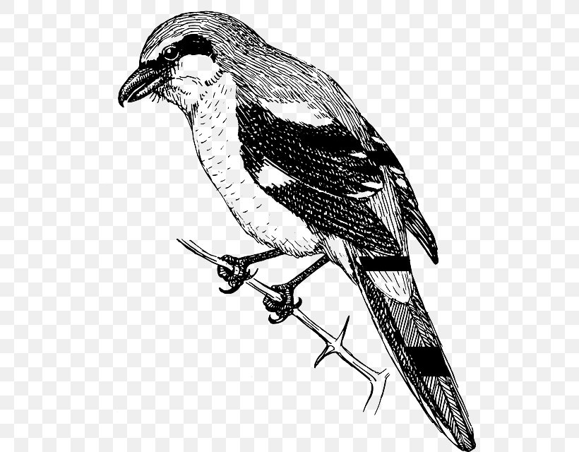 Finches Bird Shrike Drawing Clip Art, PNG, 529x640px, Finches, Art, Beak, Bird, Bird Of Prey Download Free