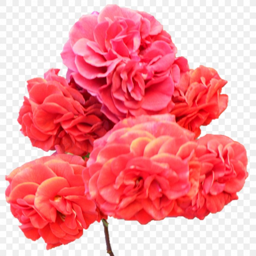 Garden Roses Cabbage Rose Floribunda Carnation Cut Flowers, PNG, 989x989px, Garden Roses, Artificial Flower, Begonia, Cabbage Rose, Carnation Download Free