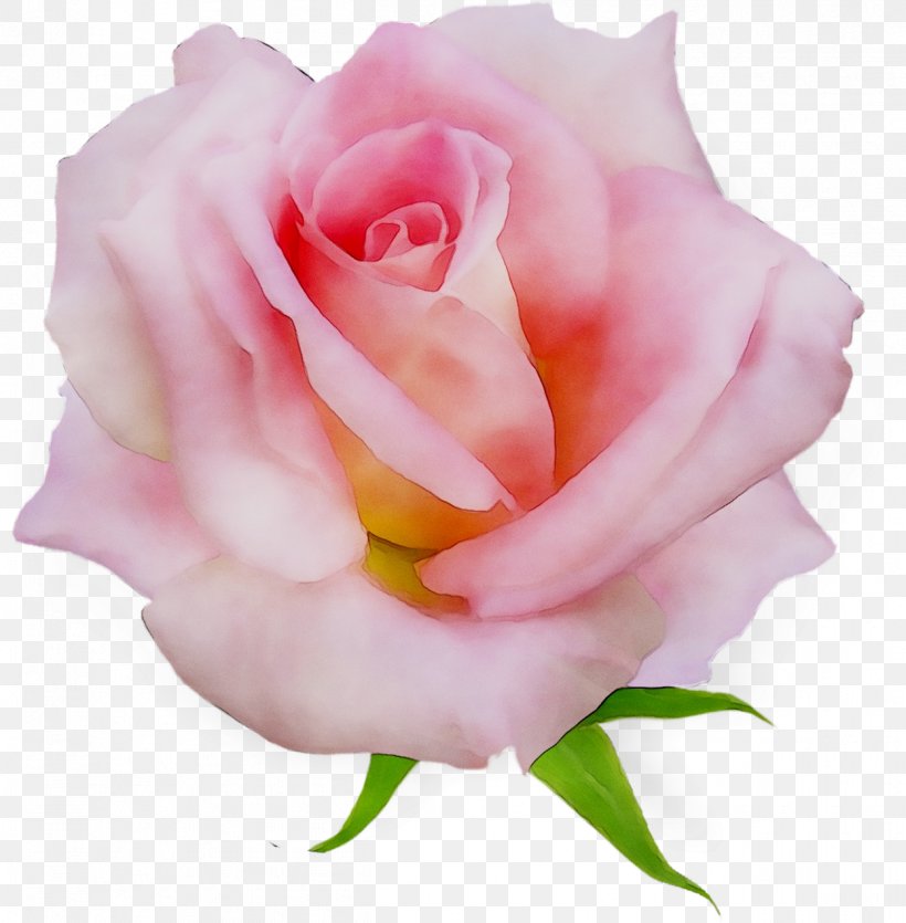 Garden Roses Cabbage Rose Floribunda Pink, PNG, 1248x1272px, Garden Roses, Botany, Cabbage Rose, Camellia, China Rose Download Free