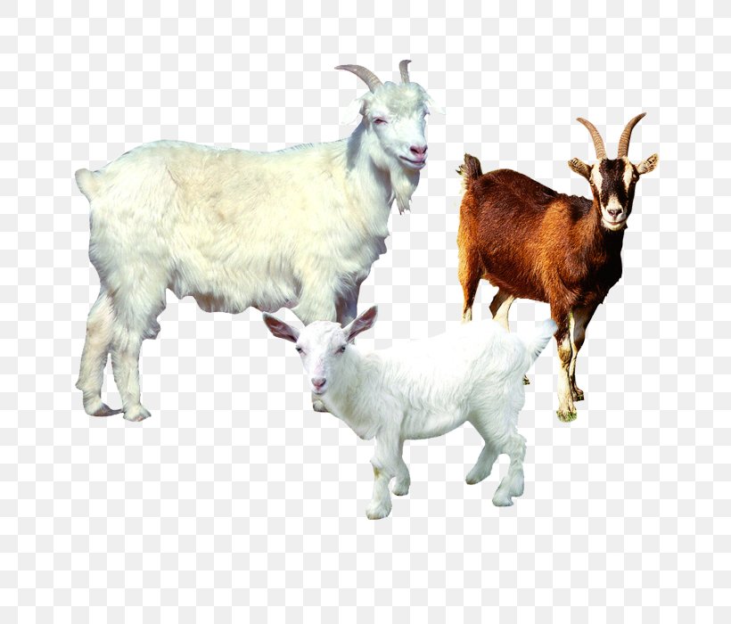 Sheepu2013goat Hybrid Sheepu2013goat Hybrid Sheep Farming Agriculture, PNG, 700x700px, Sheep, Agriculture, Cow Goat Family, Farm, Floor Download Free