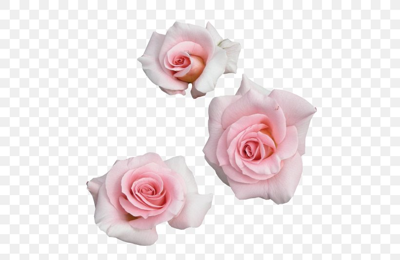 Garden Roses Tteuran Art Pink Flowers, PNG, 500x533px, Watercolor, Cartoon, Flower, Frame, Heart Download Free