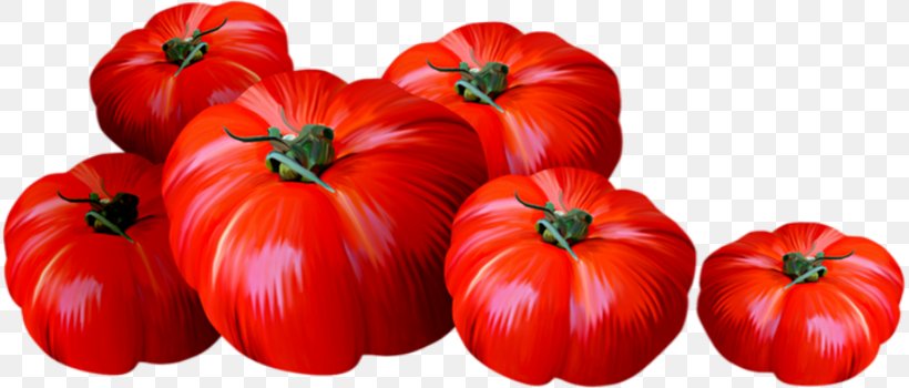 Plum Tomato Bell Pepper Bush Tomato Drawing, PNG, 815x350px, Plum Tomato, Bell Pepper, Bell Peppers And Chili Peppers, Bush Tomato, Capsicum Annuum Download Free