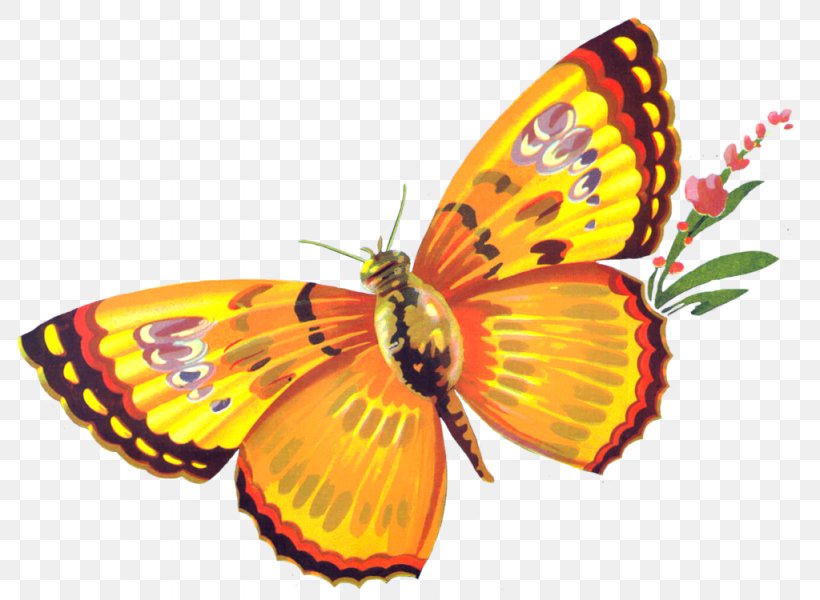 Desktop Wallpaper Butterfly Clip Art, PNG, 1024x750px, Paper, Arthropod, Blog, Brush Footed Butterfly, Butterfly Download Free