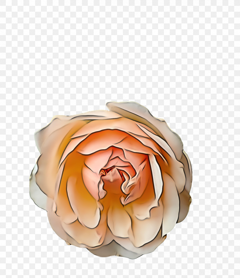 Garden Roses, PNG, 1242x1440px, Garden Roses, Artificial Flower, Bud, Cabbage Rose, Cut Flowers Download Free