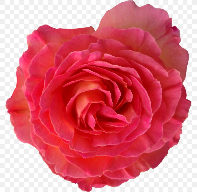 Garden Roses Cabbage Rose Floribunda Japanese Camellia Flower, PNG, 775x800px, Garden Roses, Artificial Flower, Cabbage Rose, Camellia, China Rose Download Free