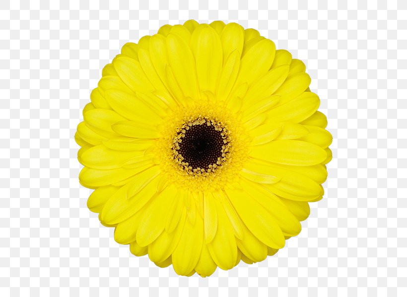 Transvaal Daisy Cut Flowers Yellow Common Sunflower Bistrot Jules, PNG, 600x600px, Transvaal Daisy, Common Sunflower, Cut Flowers, Daisy Family, Flower Download Free