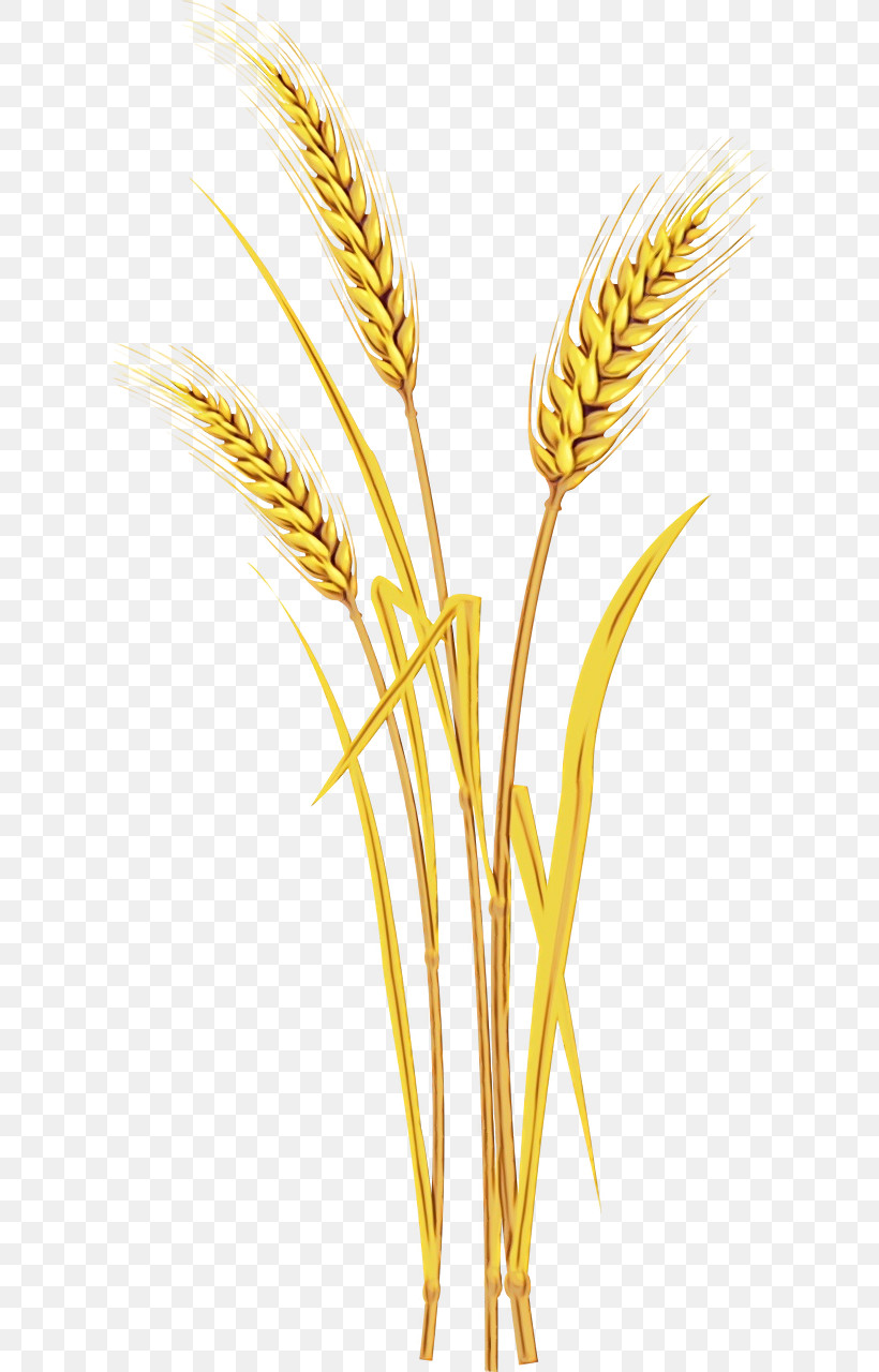 Wheat, PNG, 624x1280px, Watercolor, Barley, Cereal, Cereal Germ, Commodity Download Free