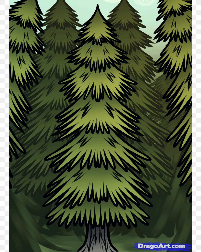 White Spruce Drawing Pine Tree Evergreen, PNG, 746x1028px, White Spruce, Art, Biome, Branch, Christmas Tree Download Free