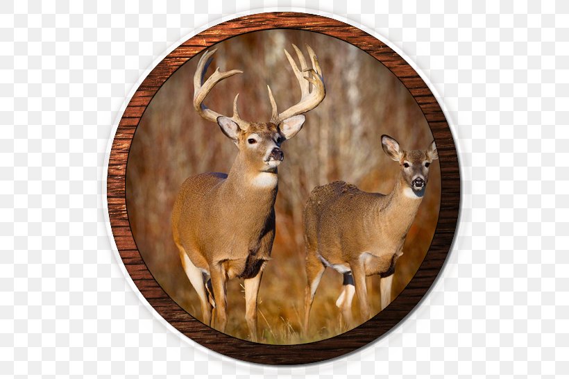 White-tailed Deer Elk Deer Hunting Mule Deer, PNG, 557x546px, Deer, Antelope, Antler, Biggame Hunting, Bison Download Free
