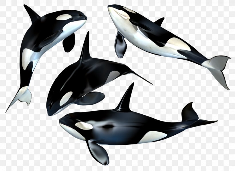 Killer Whale Clip Art, PNG, 1024x747px, Toothed Whale, Baleen Whale, Blowhole, Blue Whale, Bowhead Whale Download Free