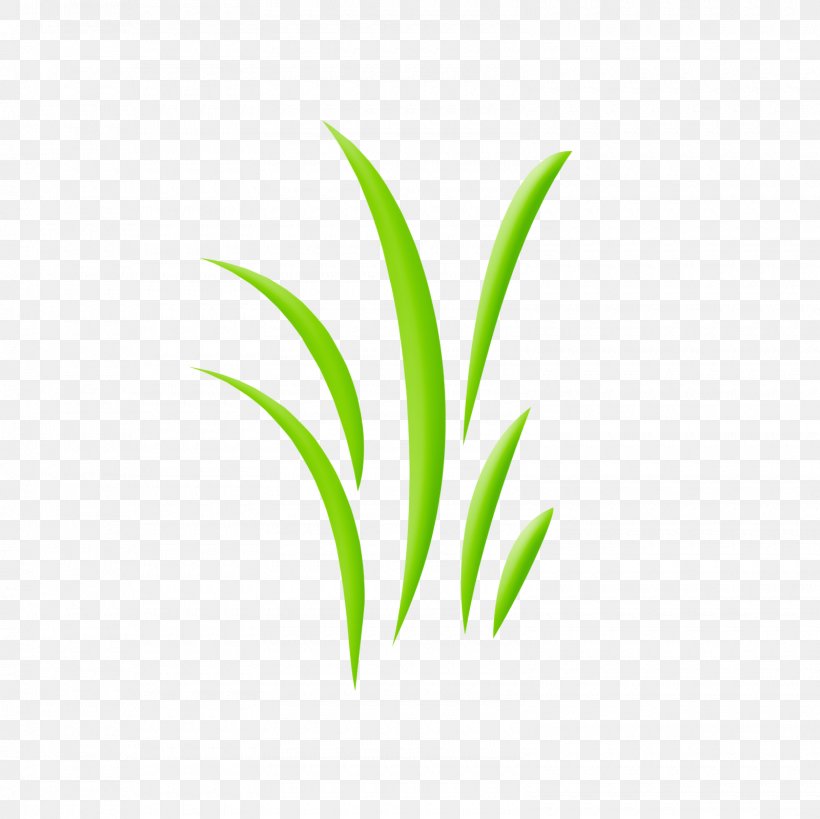Leaf Plant Stem Line Grasses, PNG, 1600x1600px, Leaf, Grass, Grass Family, Grasses, Plant Download Free