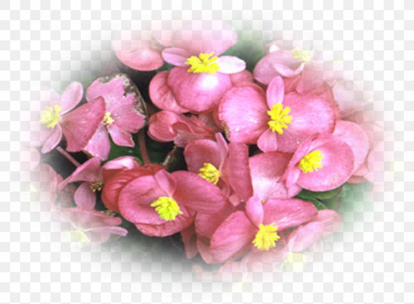 Tuberous Begonias Elatior Begonia Plant Flowerpot, PNG, 892x656px, Elatior Begonia, Begonia, Blossom, Bud, Bulb Download Free