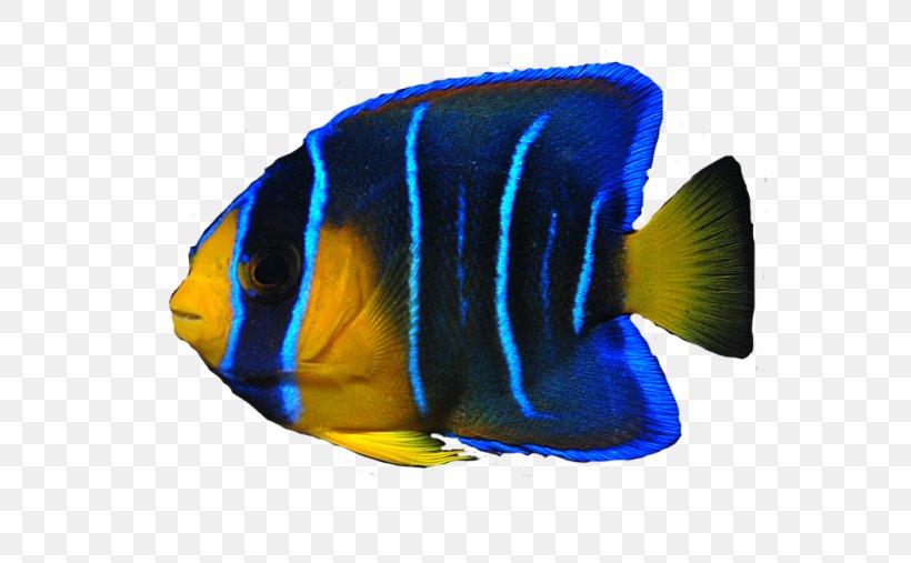 Angelfish, PNG, 640x507px, Fish, Angelfish, Blue, Cobalt Blue, Electric Blue Download Free