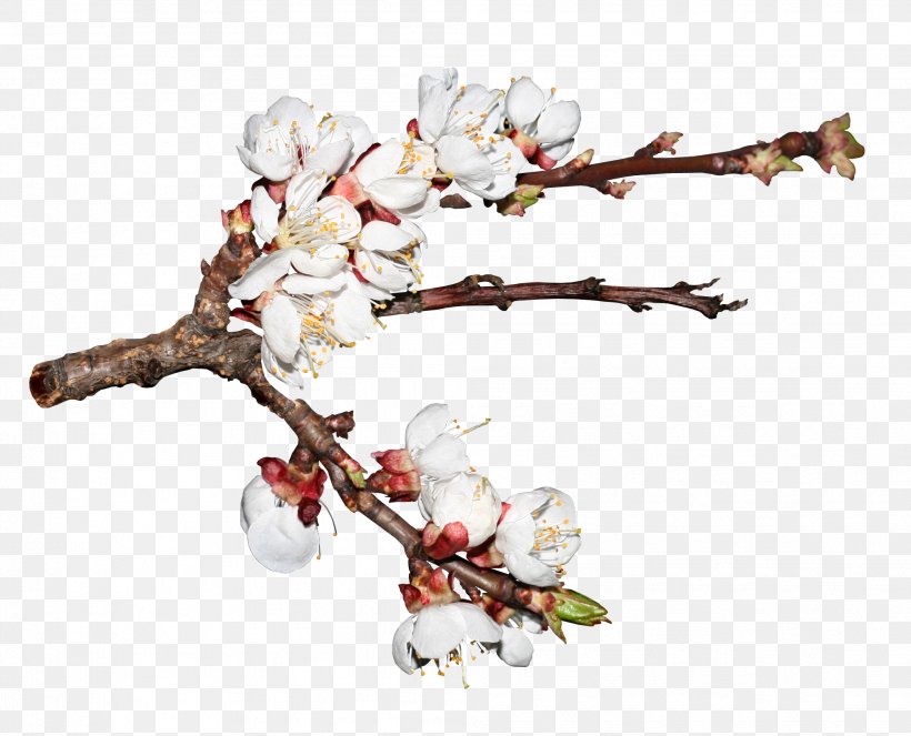 Cherry Blossom Cerasus Branch, PNG, 2008x1624px, Cherry Blossom, Blossom, Branch, Cerasus, Cherry Download Free