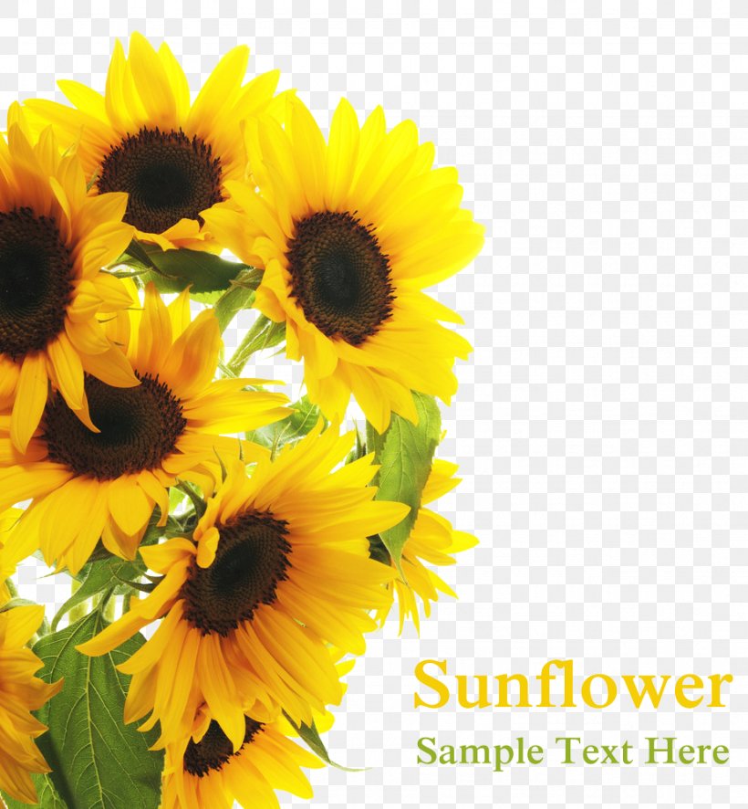 Common Sunflower Royalty-free Clip Art, PNG, 922x997px, Common Sunflower, Cut Flowers, Daisy Family, Floral Design, Floristry Download Free