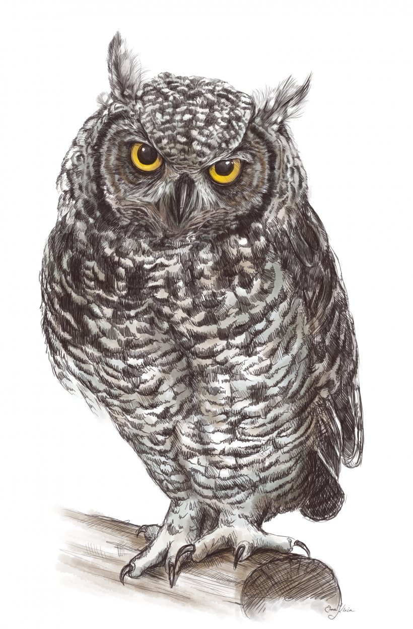 Owl Bird Clip Art, PNG, 1600x2438px, Owl, Barred Owl, Beak, Bird, Bird Of Prey Download Free