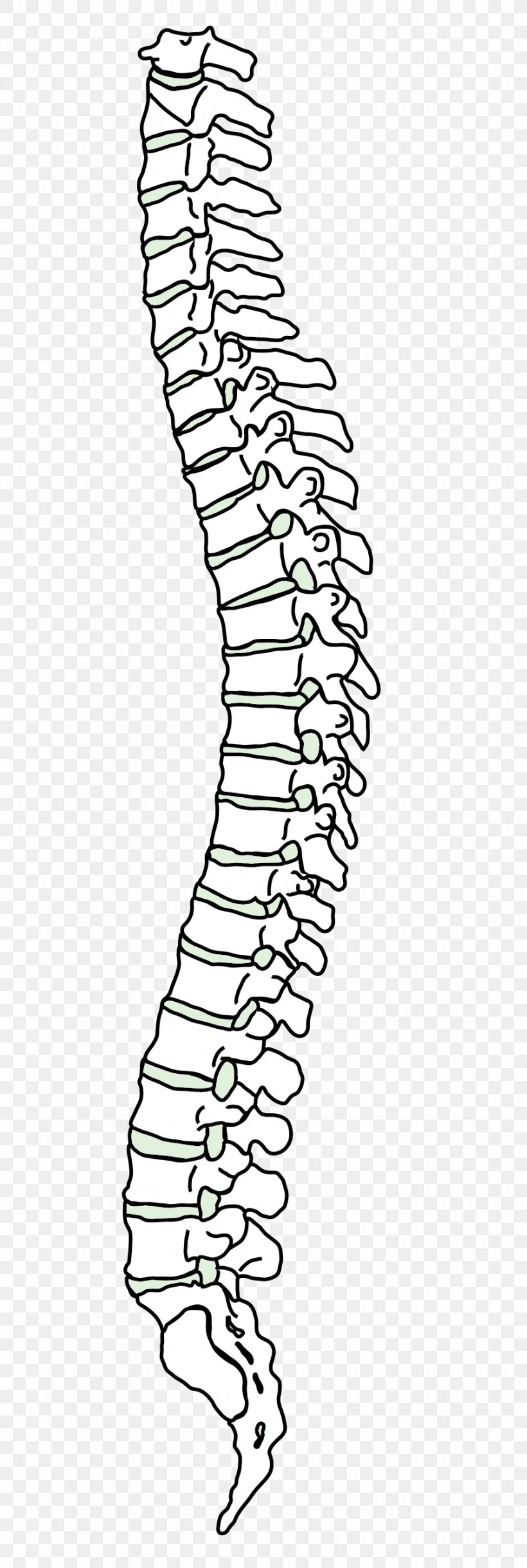 Vertebral Column Human Back Back Pain Cervical Vertebrae, PNG, 900x2675px, Watercolor, Cartoon, Flower, Frame, Heart Download Free