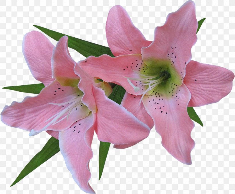 Flower Madonna Lily Arum-lily Clip Art, PNG, 1200x988px, Flower, Alstroemeriaceae, Amaryllis, Amaryllis Belladonna, Arumlily Download Free