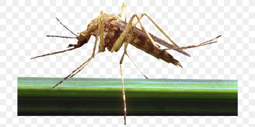 Mosquito Dog Pterygota Parasitism Fly, PNG, 720x410px, Mosquito, Arthropod, Cricket, Cricket Like Insect, Disease Download Free