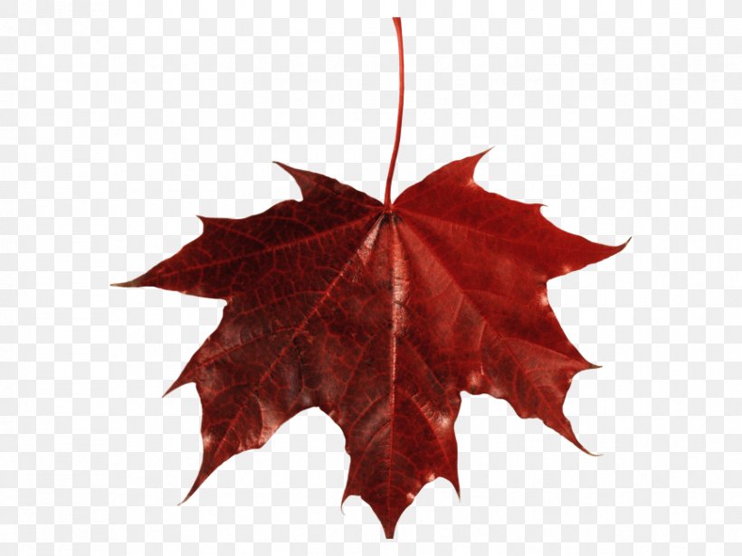 Image Photograph Autumn Clip Art, PNG, 866x650px, Autumn, Autumn Leaf Color, Creative Commons License, Leaf, Maple Leaf Download Free