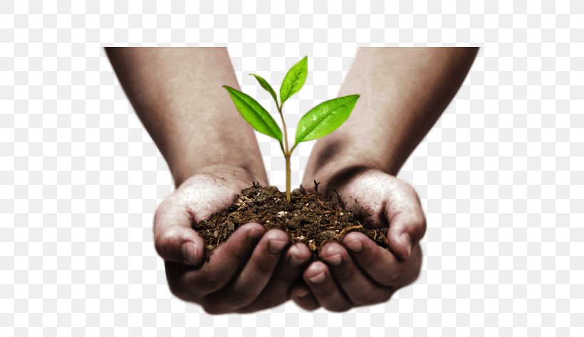 Stock Photography, PNG, 656x474px, Stock Photography, Hand, Information, Plant, Sprouting Download Free