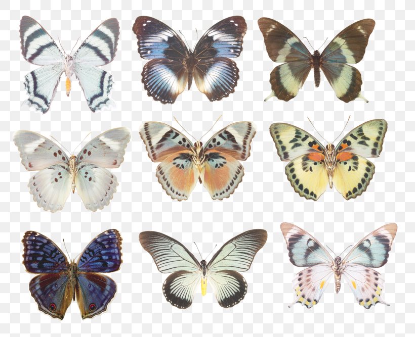 Swallowtail Butterfly Moth Morpho Godarti Blue, PNG, 800x667px, Butterfly, Arthropod, Blue, Brush Footed Butterfly, Butterflies And Moths Download Free
